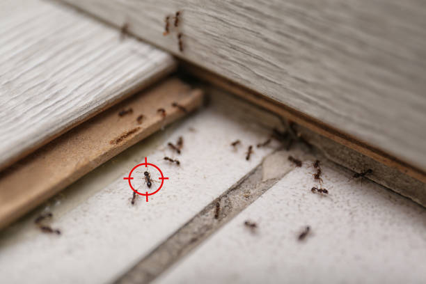 Best Local Pest Control Services  in Rosenhayn, NJ